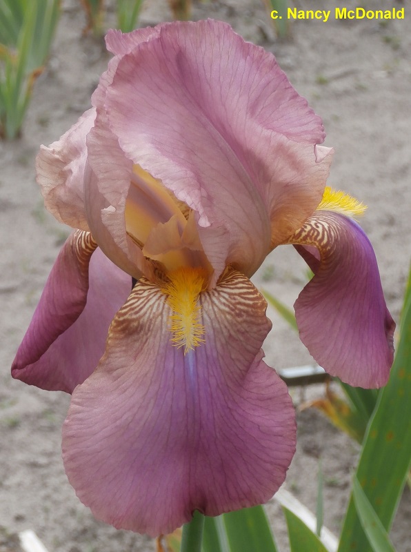 Iris ' Melanie'  de Flora [identification] - Page 2 Melani10