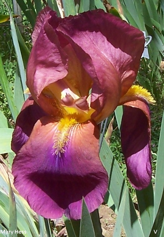 Iris Melanie [Identification] Iris Couleur vieux rose  Phalan10