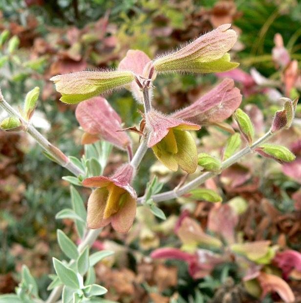 Salvia aurea (= Salvia africana-lutea) - [identification] Salvia10