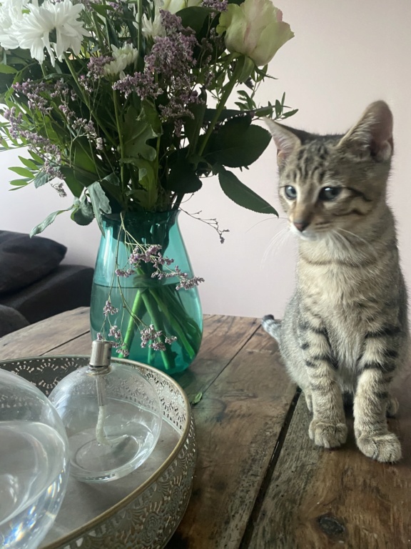 TEMPO, chaton mâle tigré marron, type européen né le 27 Mai 2022 03425e10