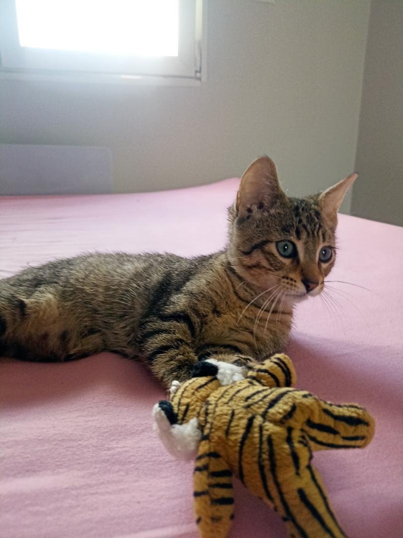 TEMPO, chaton mâle tigré marron, type européen né le 27 Mai 2022 330e7010