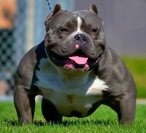 American short bully outlet