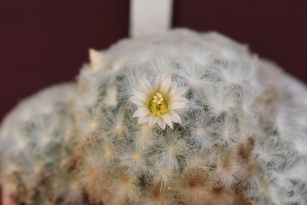 mammillaria plumosa Dsc_0110