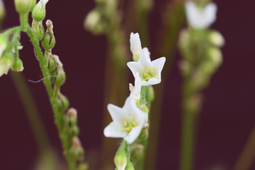 Fleurs de drosera capensis alba. Dsc_0311