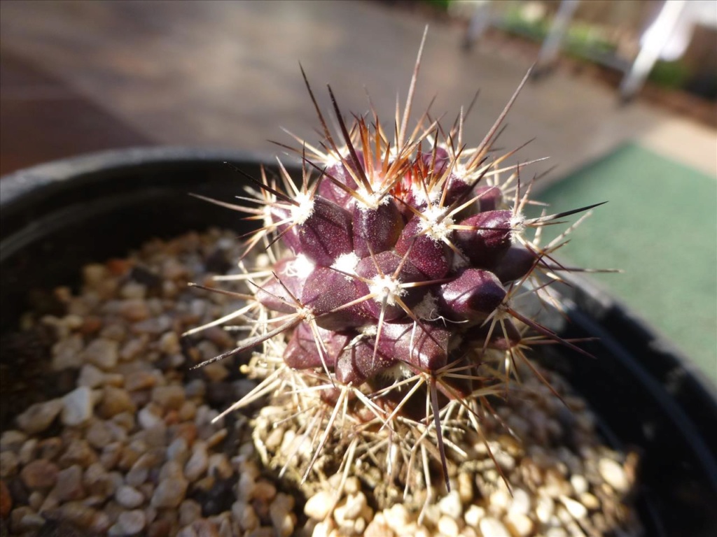 ID 4. Two similar cactus, I suspect they are the same species