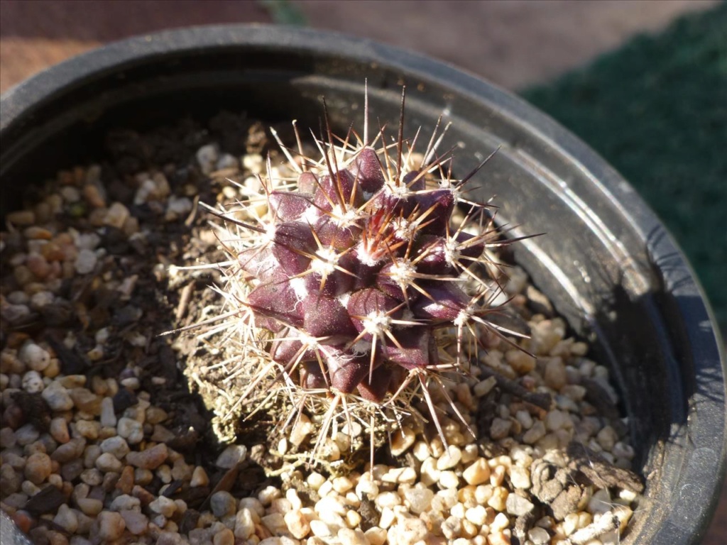 ID 4. Two similar cactus, I suspect they are the same species 1b12