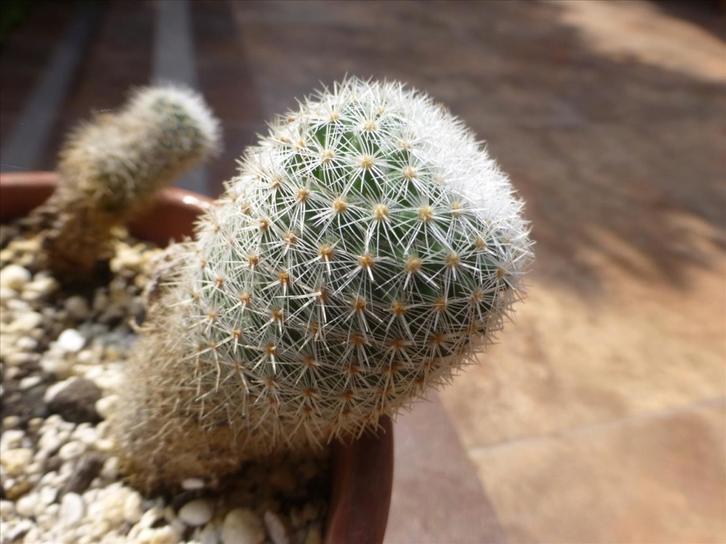 ID 14 My guess would be Mammillaria albilanata I0210