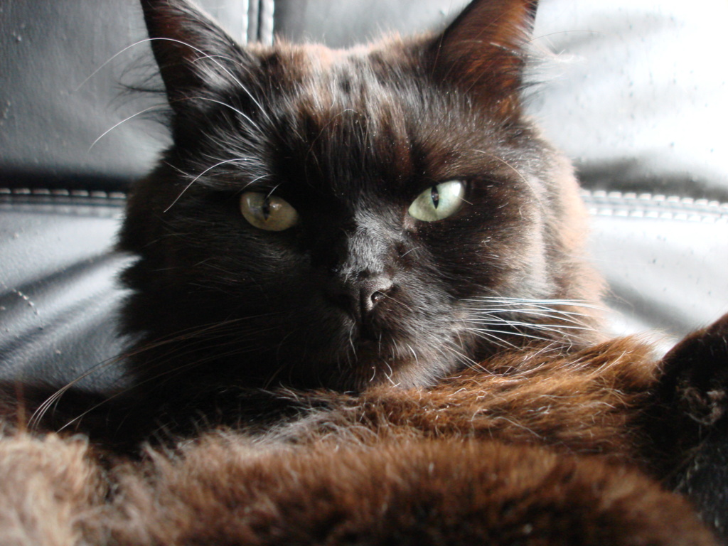 INDIGO, chat européen noir aux poils mi-longs, né en 2012 Dsc00420