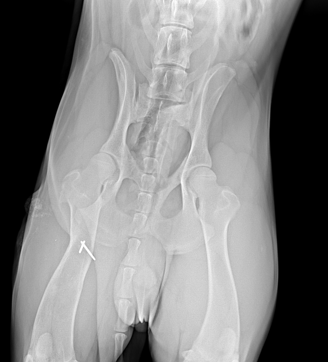 ВОСТОЧНО-ЕВРОПЕЙСКАЯ ОВЧАРКА СИМОН (РКФ) - Страница 4 Xray_012