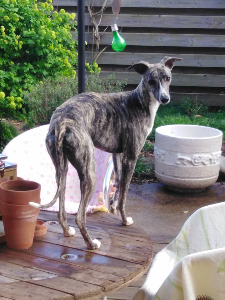 WILLOW petit whippet bringé 11 mois Adopté Willow13