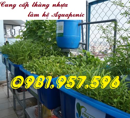 Thùng làm hệ aquaponics, thùng làm hệ thủy sinh, thùng nuôi cá Koi 100li10