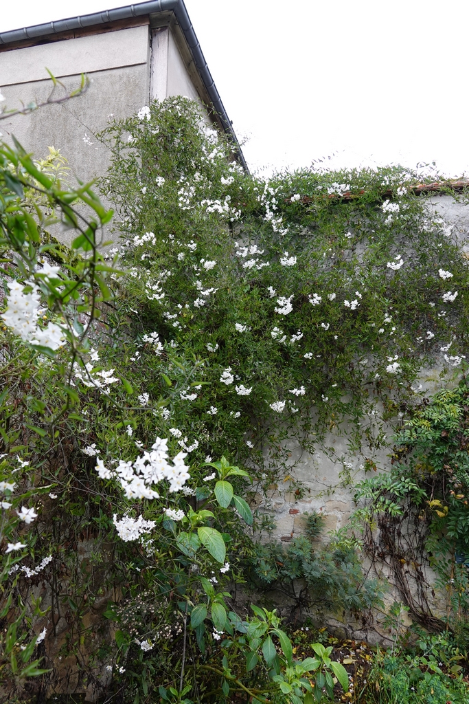 solanum jasminoides Dsc01715