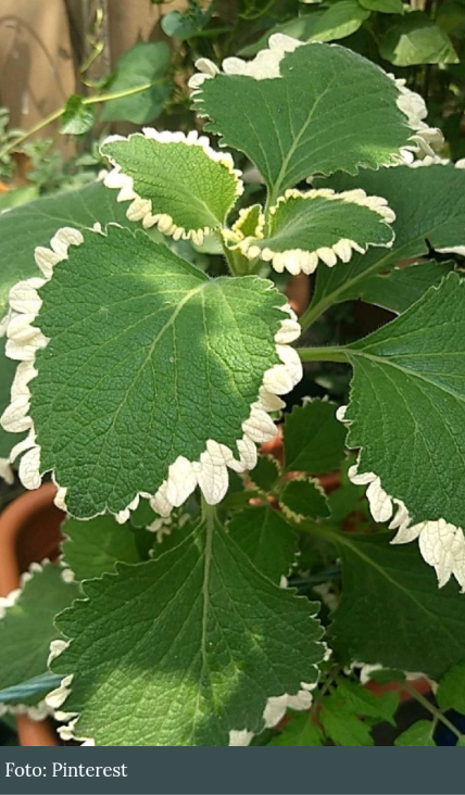 La planta que huele a incienso y ahuyenta a los mosquitos de tu casa es lo que necesitas en temporada de lluvia Screen89