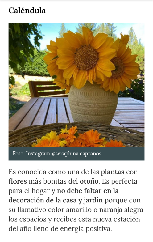 5 plantas y flores de otoño que no deben faltar en la decoración de tu casa y jardín Screen93