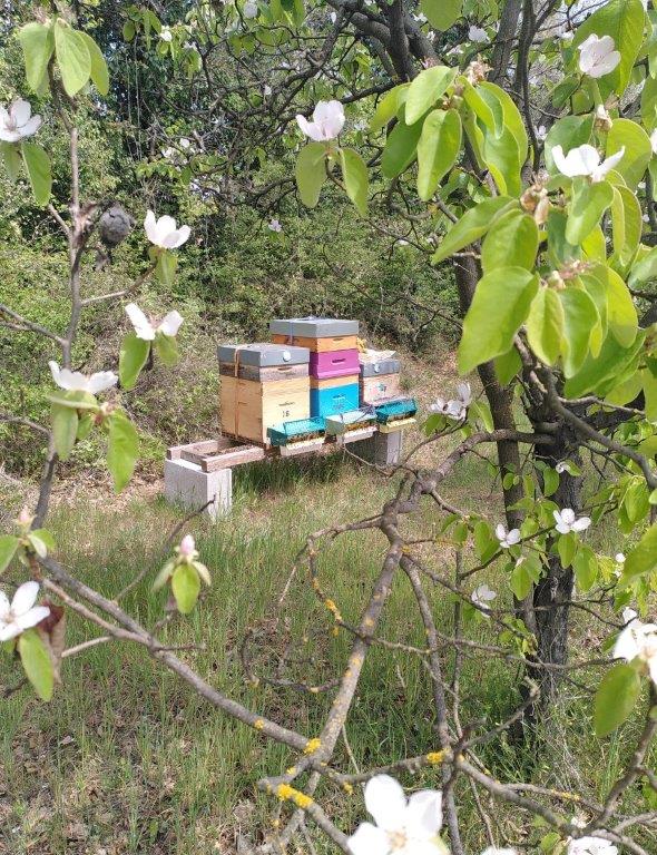 apiculteur de loisir  Img_2020