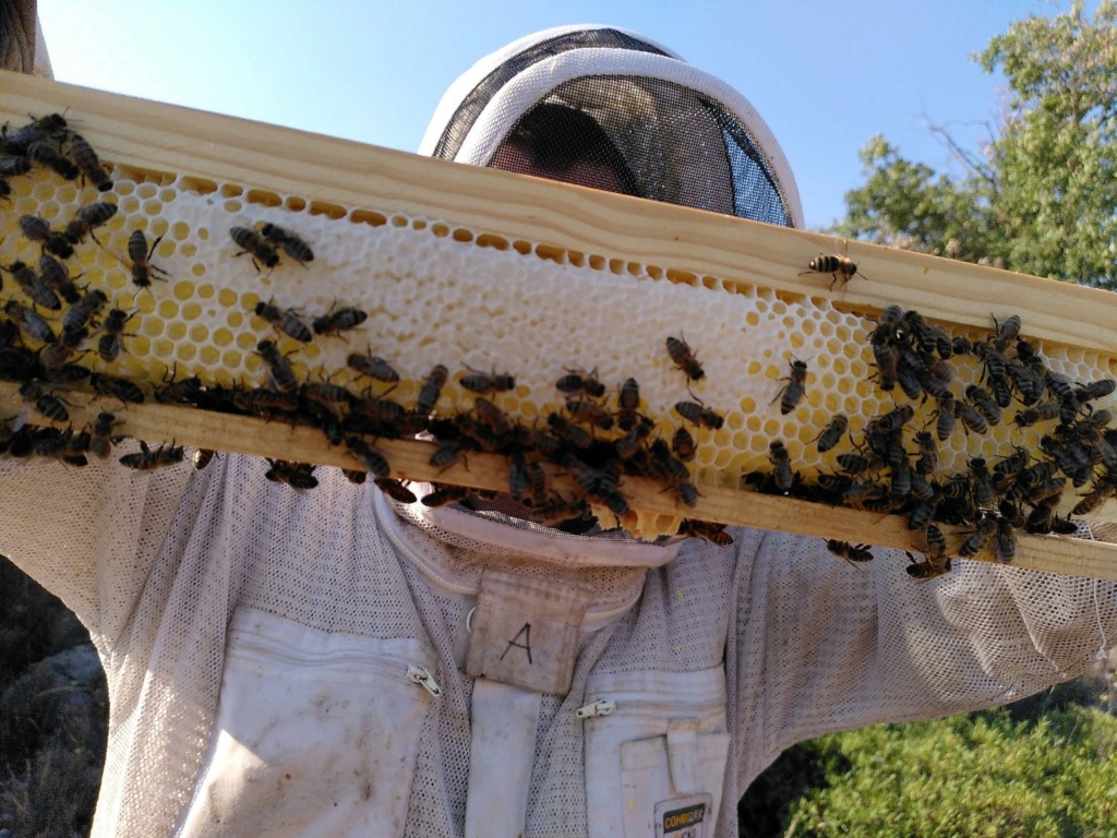 apiculteur de loisir  Img_2025