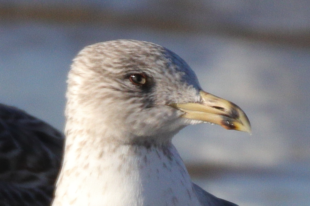 Pedido de ID- Larus sp.  Img_2713