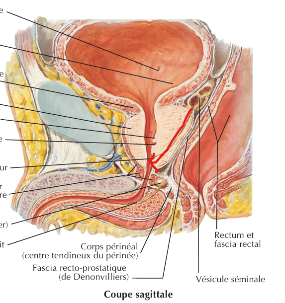 Sinus prostatique  Prosta10