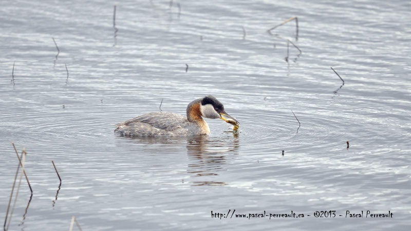 Grèbe Jougris Grebe_16