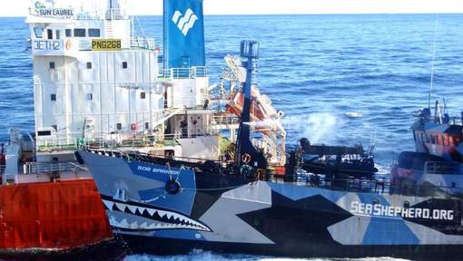 Les bateaux de Sea Shepherd rentrent au port en criant victo Balani10