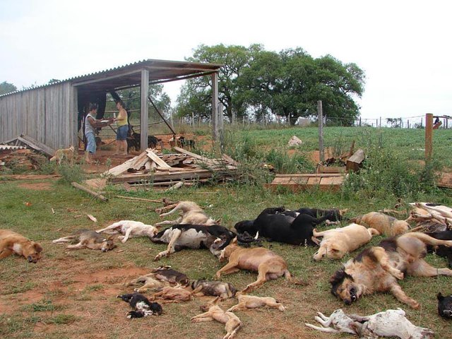 Arrêtez le génocide chiens dans l'île Marajó - Brésil Braisi10