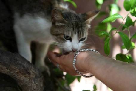 Casablanca:  Et ont remet cela...  Ghalis16