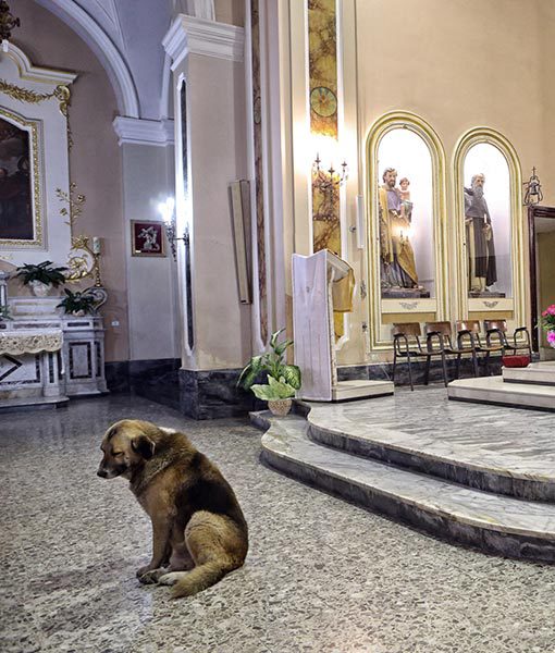 En Italie, ce chien fréquente l’église depuis que sa propriétaire est décédée 410