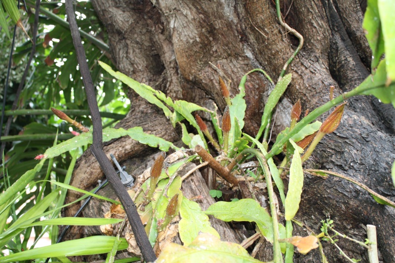 Epiphyllum oxypetalum cultivé au naturel , plein de promesses Epiphy10