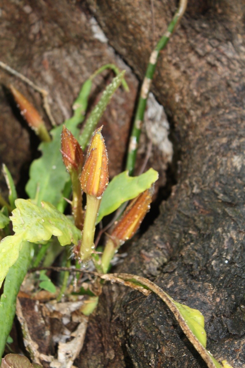 Epiphyllum oxypetalum cultivé au naturel , plein de promesses Epiphy11