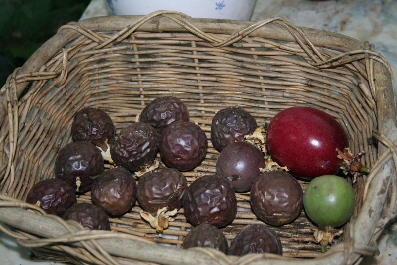 maracuja passiflora edulis Fruits10