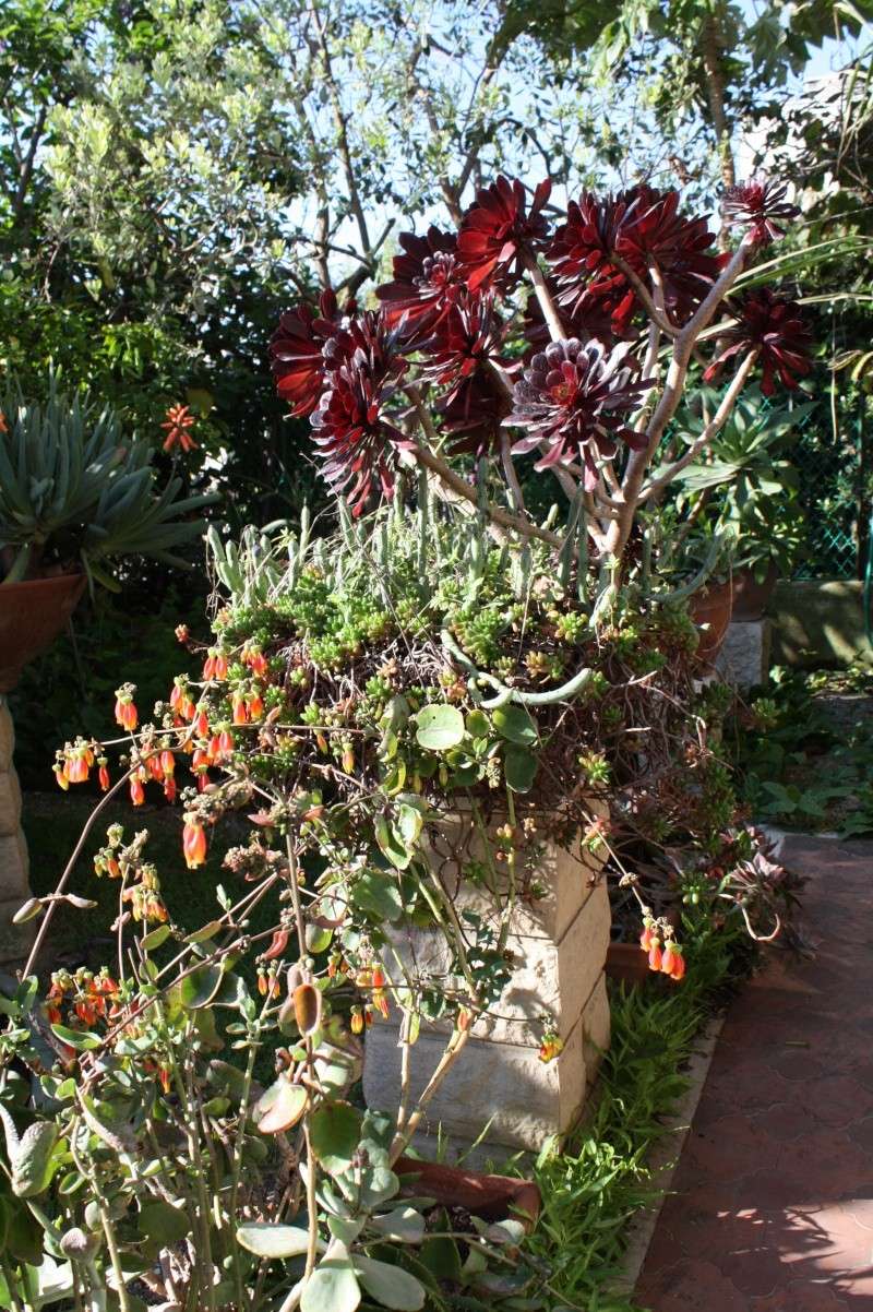 Kalanchoe miniata se plait chez moi Kalanc12