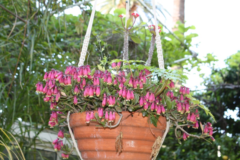 Kalanchoe en suspension en fleurs en ce moment Kalanc15