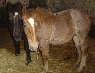 ULYSSE (Trait Breton) & UNIK (Trait) nés en 2008 - adoptés en décembre 2008 par Fanny Photos22