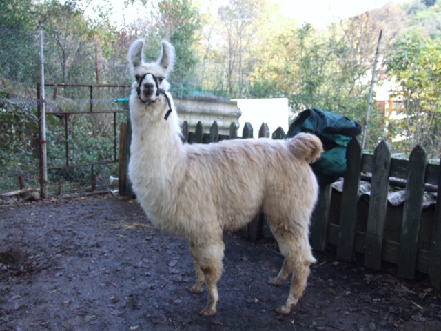 le lama Clavelito en photos 31_oct11