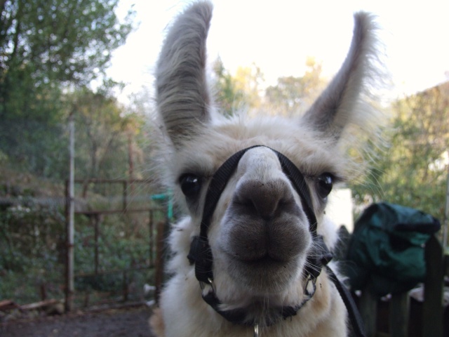 le lama Clavelito en photos 31_oct14