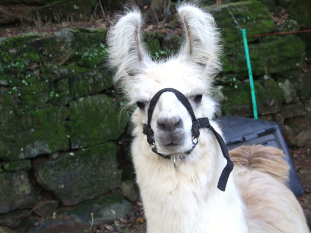 le lama Clavelito en photos 31_oct16