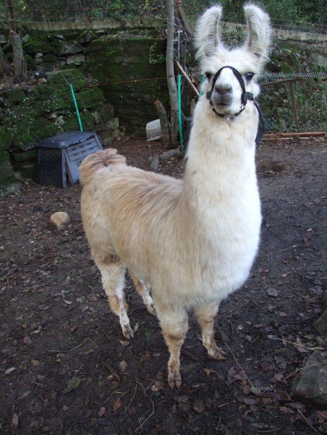 le lama Clavelito en photos 31_oct18