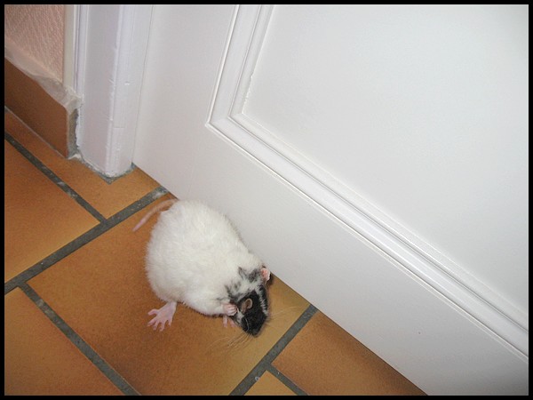 Besoin de photos d'un rat Rex noir P711