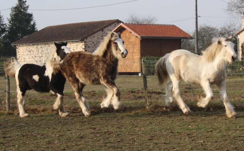 ATHOS ,AÏDA ,ANTARES 3 poulains 2010 exceptionnels Img_1122