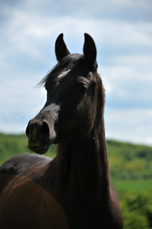 Poulain Arabe 2011 - Potentiel dressage/sport - Page 2 Satin610