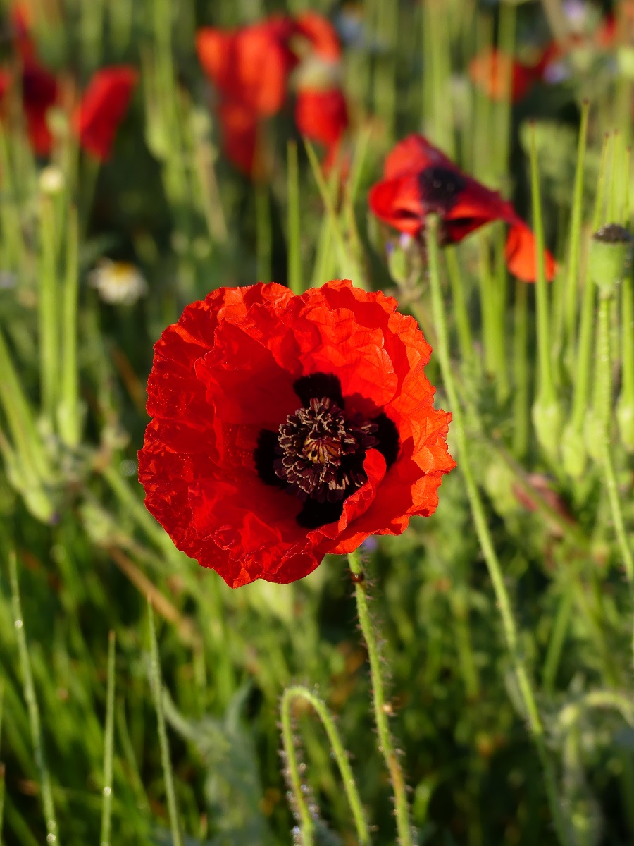 J'ai descendu dans mon jardin... 1011