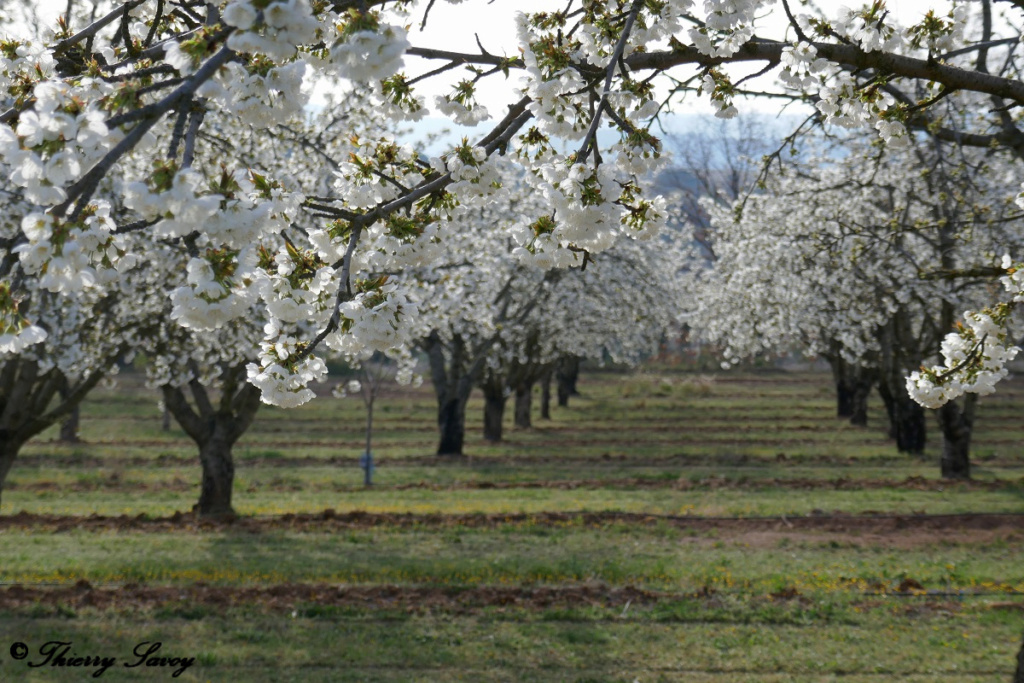 Cerisiers en fleurs 110