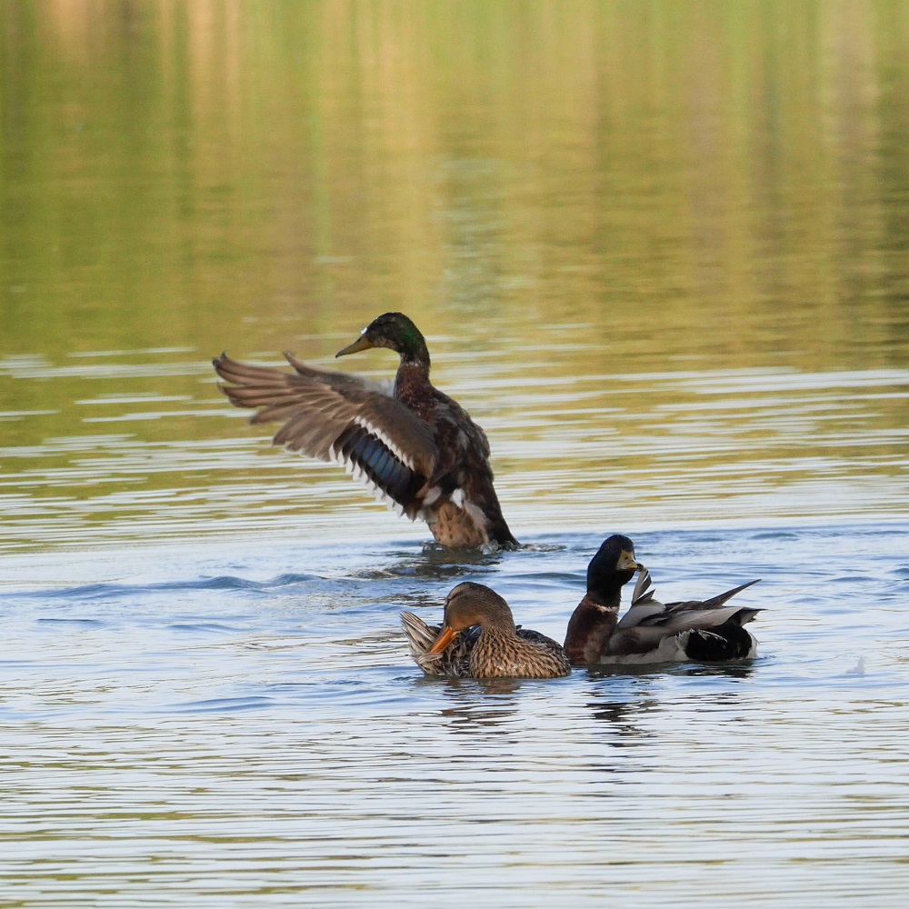 Remake danse du cygne 13110