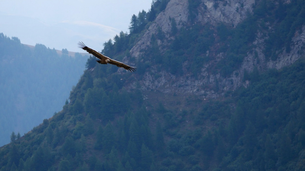Le vol du vautour 152_ed10