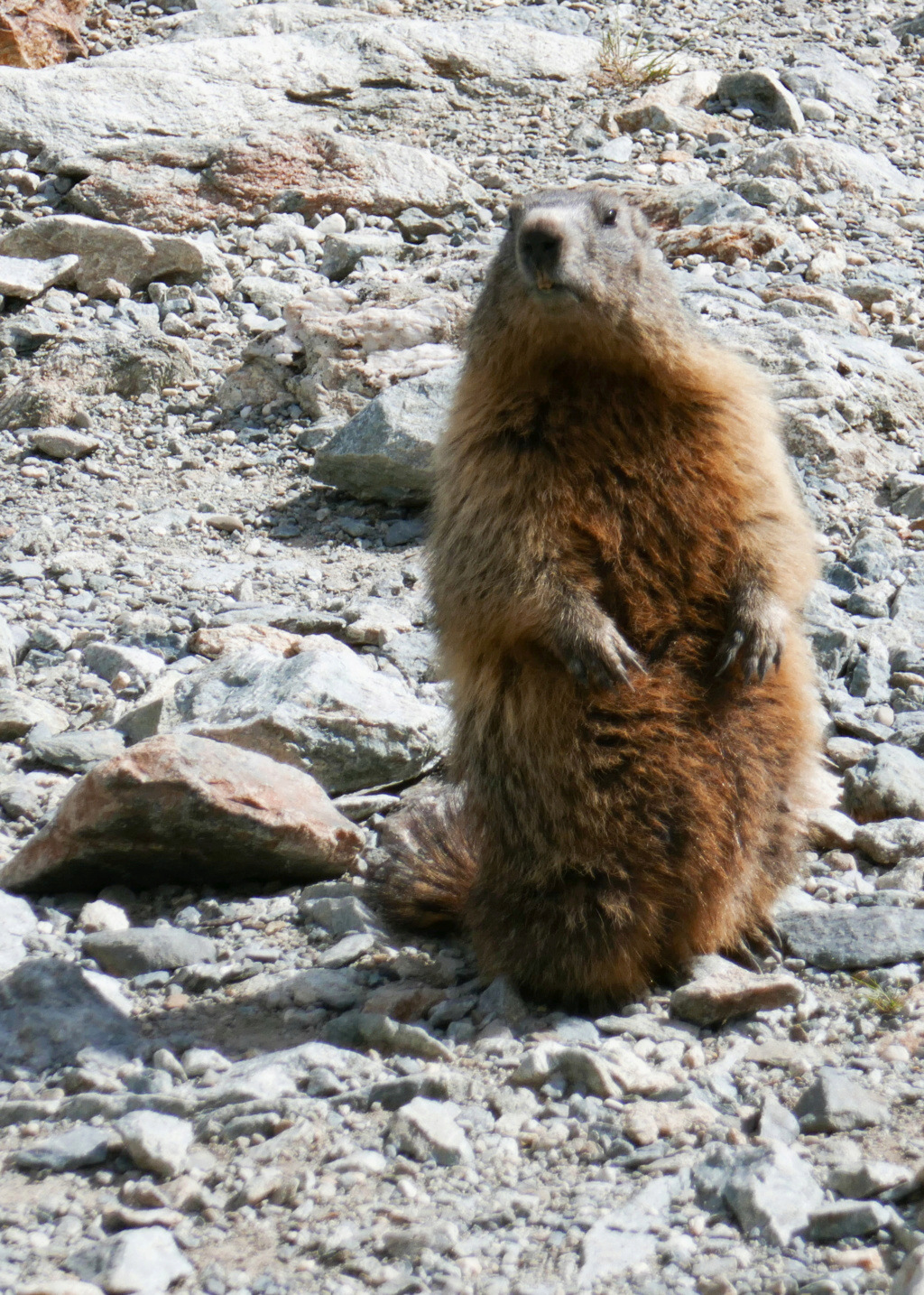 Marmotte 165_ed10