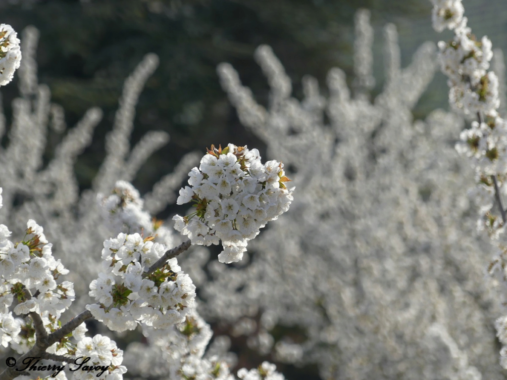 Cerisiers en fleurs 210