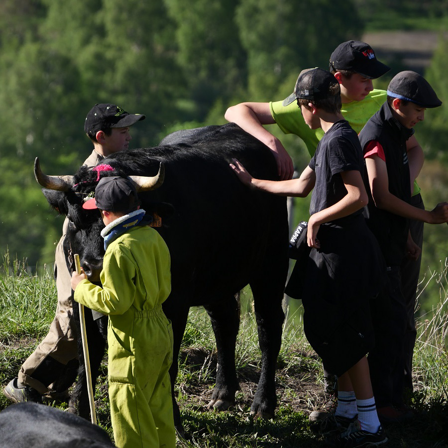 Transhumance 2211