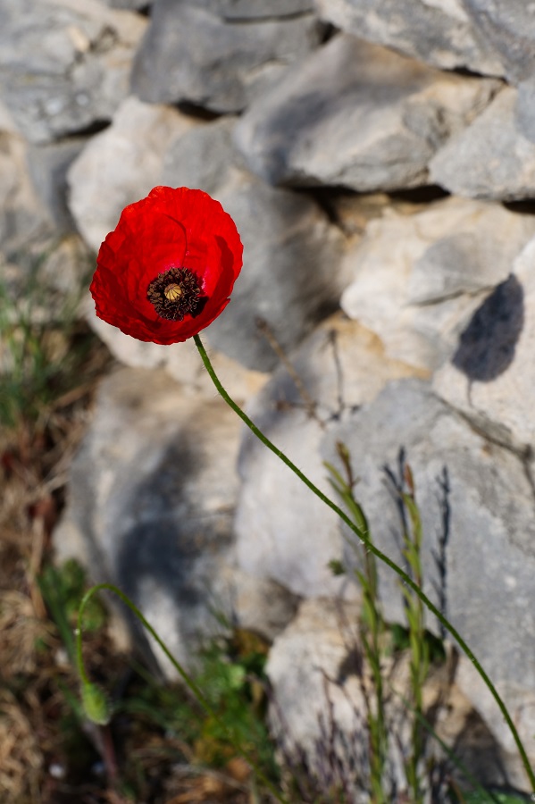 Coquelicots P1005919