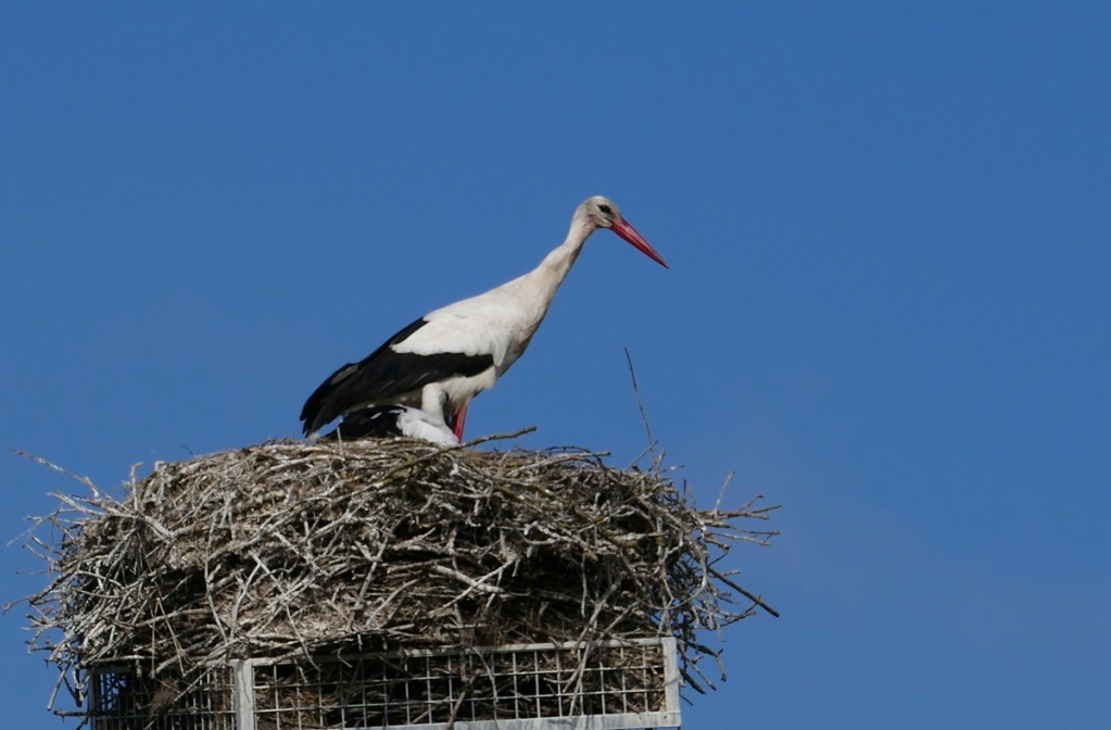 Cigogne blanche charentaise P1020123
