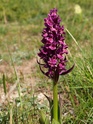 orchidée P1011423